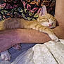 Squeakers is registered to the contest to win money with this photo: arm, bed, blanket, butterfly_pattern, cat, comfort, cozy, cute, domestic_animal, feline, fur, hand, indoor, kitten, nap, orange_tabby, paw, person, resting, sleeping
