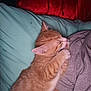 animal, arm, cat, close_up, cozy, cute, feline, gray_shirt, indoor, kitten, licking, orange_tabby, person, pet, pillow, red_background, resting, snuggling, soft_texture, teal_pillow