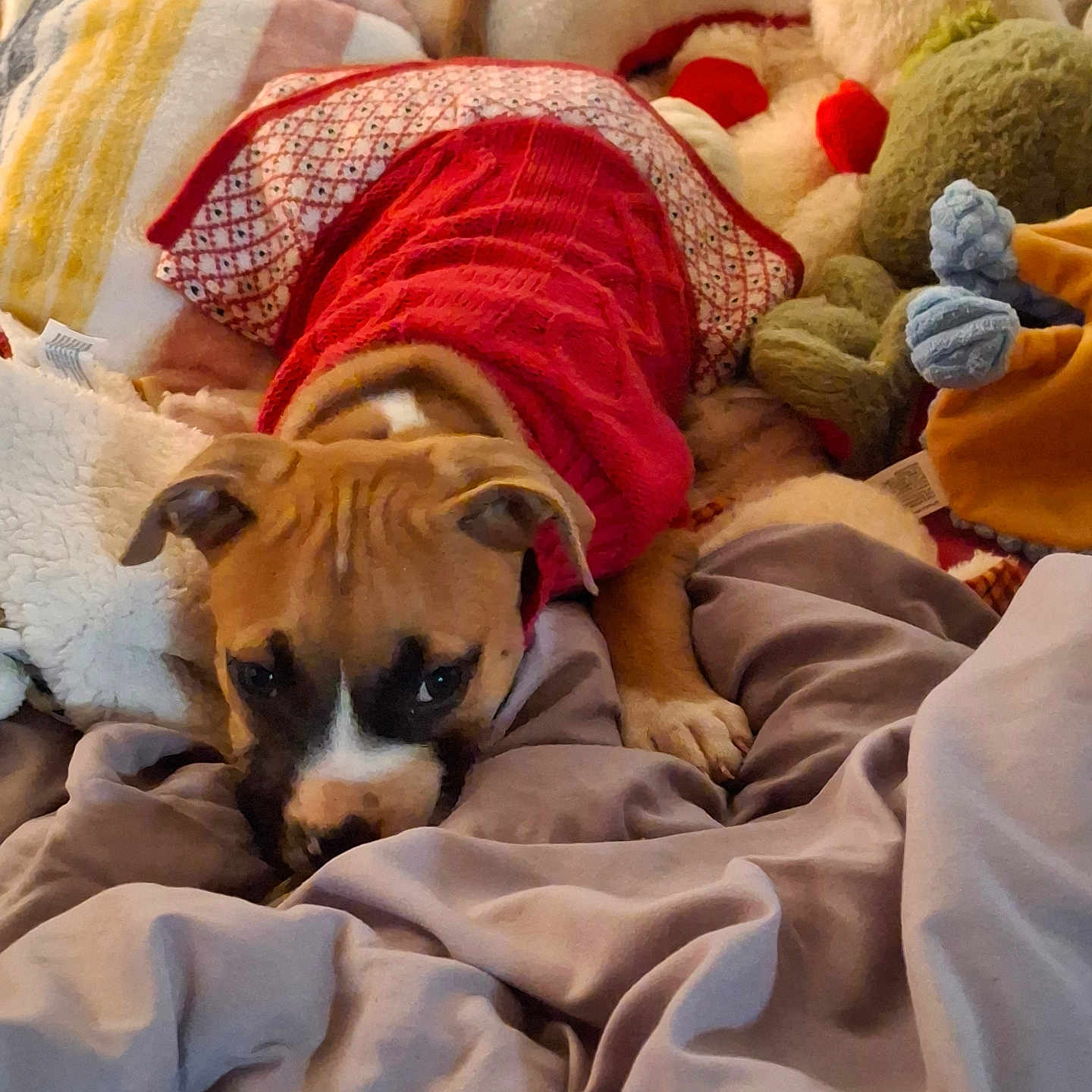 Lt. Buttercup is registered to the contest to win money with this photo: animal, bed, blanket, comfort, cozy, cute, dog, fur, home, indoor, pet, plush_toy, puppy, red_sweater, relaxed, resting, sleepy, snuggling, soft, warm