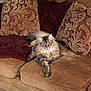 cat, long_hair, couch, pillow, patterned_pillow, plush_throw, living_room, furniture, pet, animal, brown, beige, maroon, relaxing, indoor, cozy, fur, whiskers, portrait, resting
