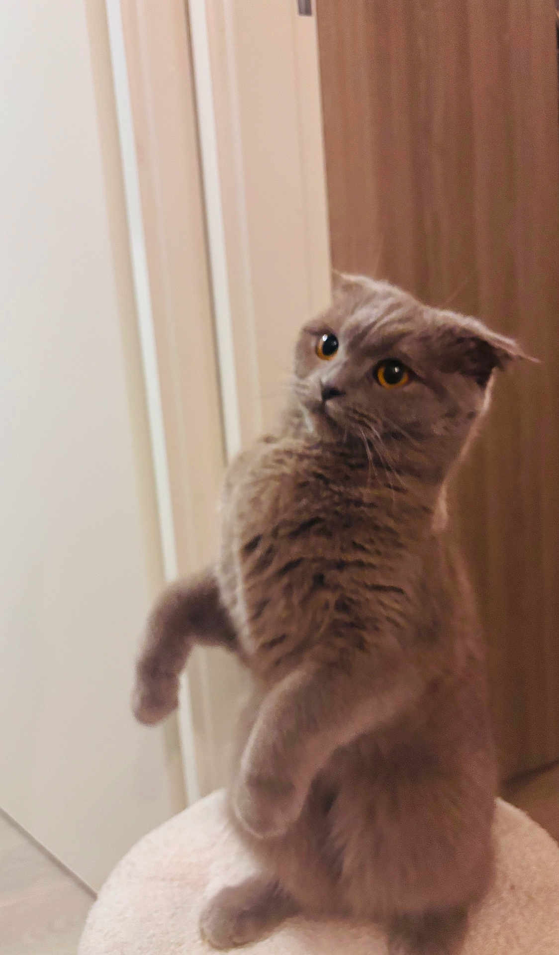 Altesse a rejoint le concours — aidez-le/la à gagner de superbes lots ! cat, gray_cat, pet, indoor, feline, curious, fluffy, animal, cute, whiskers, ears, eyes, fur, mammal, standing, paws, soft, domestic_animal, alert, closeup