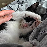 Milo is registered to the contest to win money with this photo: kitten, cat, black_and_white, paw, sleeping, blanket, hand, petting, cozy, indoor, feline, cute, resting, soft, fur, domestic_animal, comfort, relaxation, animal, nap