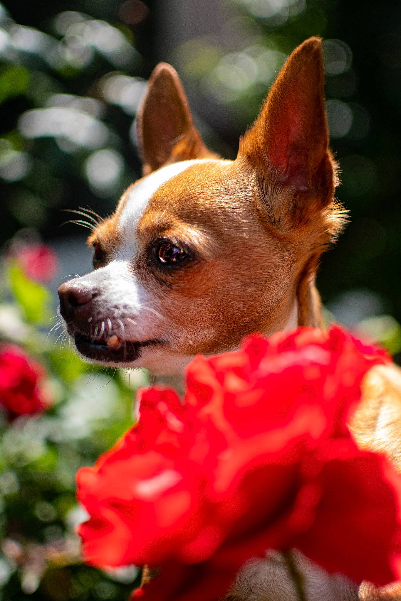 Lumpy Luna is registered to the contest to win money with this photo: ancient_dog_breeds, canidae, carnivore, chihuahua, companion_dog, corgi_chihuahua, dog, dog_breed, ear, fawn, flower, mammal, plant, puppy, rat_terrier, russkiy_toy, snout, toy_dog, toy_fox_terrier, vertebrate