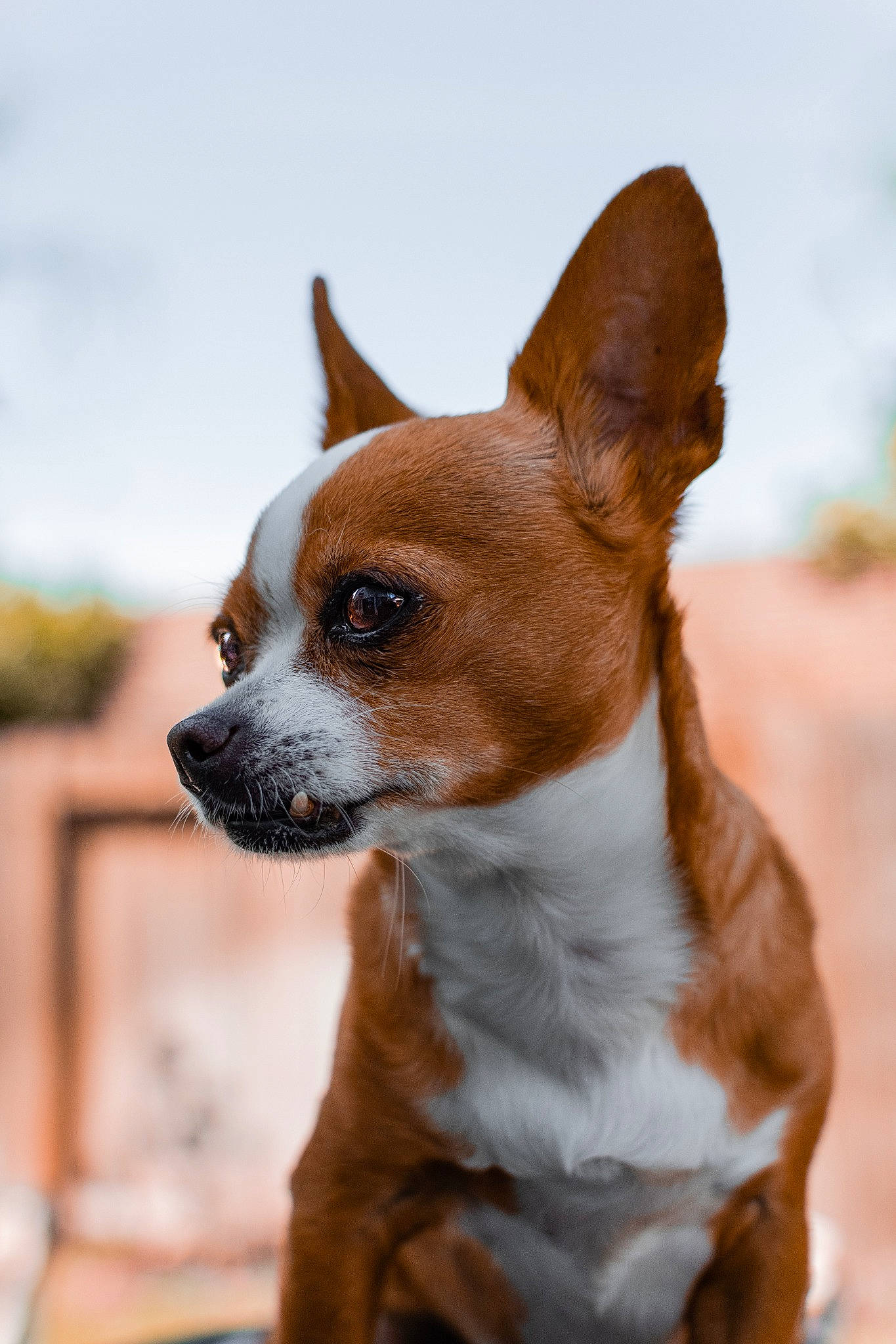 Lumpy Luna is registered to the contest to win money with this photo: ancient_dog_breeds, canidae, carnivore, chihuahua, companion_dog, corgi_chihuahua, dog, dog_breed, fawn, mammal, miniature_fox_terrier, puppy, russkiy_toy, snout, toy_dog, toy_fox_terrier, vertebrate, whiskers
