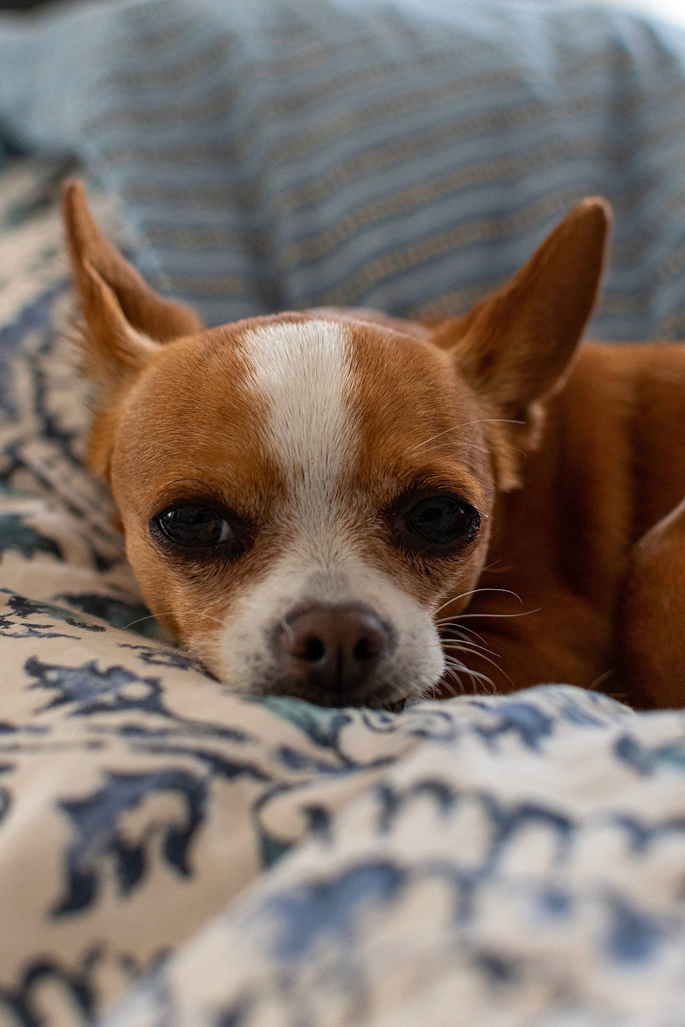 Lumpy Luna joined the competition — help win amazing prizes! ancient_dog_breeds, canidae, carnivore, chihuahua, companion_dog, dog, dog_breed, ear, fawn, mammal, puppy, snout, toy_dog, vertebrate, whiskers