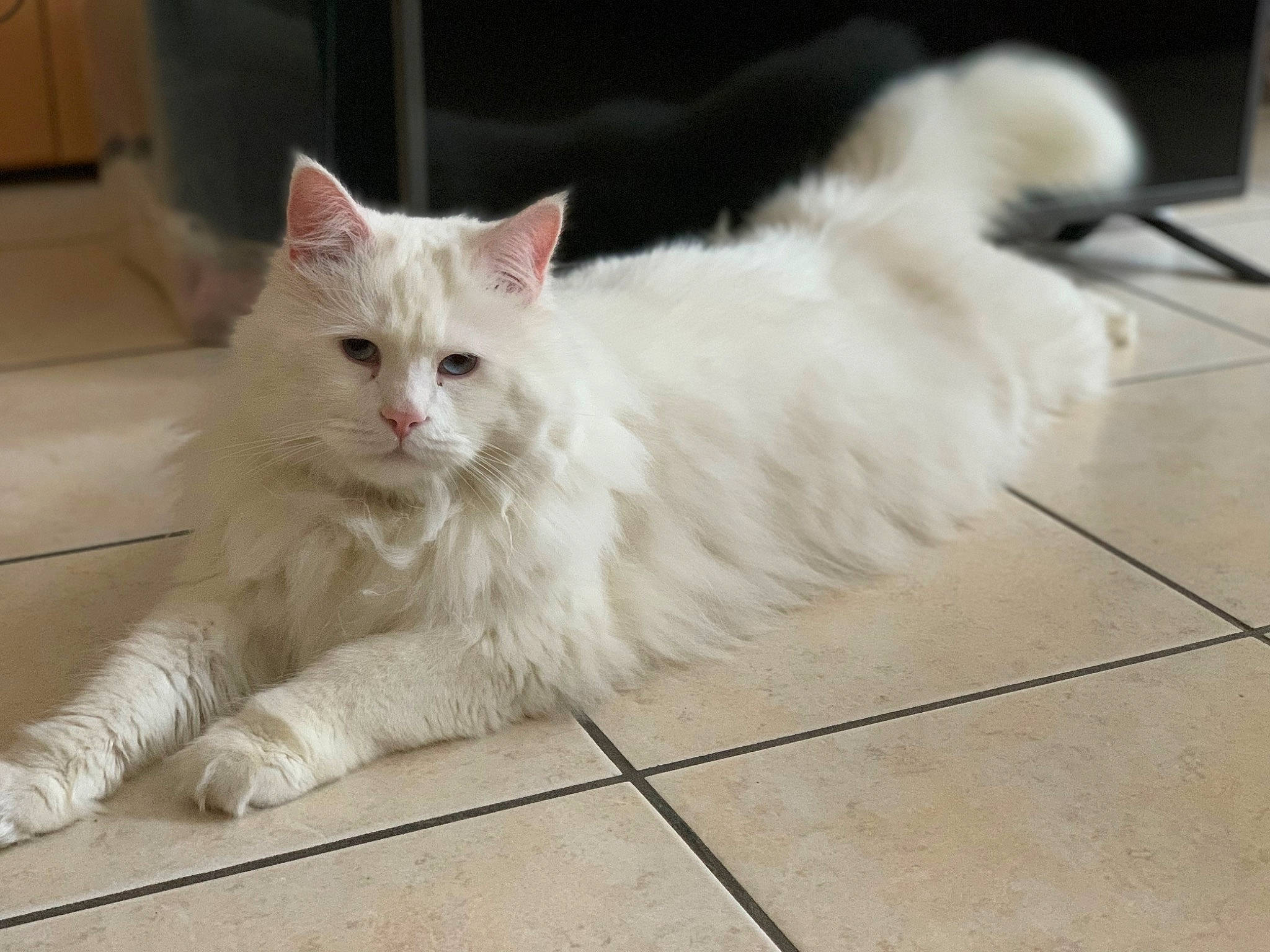 Winter a rejoint le concours — aidez-le/la à gagner de superbes lots ! carnivore, cat, claw, comfort, domestic_short_haired_cat, fawn, felidae, flooring, foot, fur, hardwood, paw, sitting, small_to_medium_sized_cats, snout, tail, terrestrial_animal, tile_flooring, whiskers