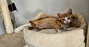Chance a rejoint le concours — aidez-le/la à gagner de superbes lots ! kitten, cat, orange_tabby, white_paws, cat_bed, scratching_post, indoor, pet, feline, cute, relaxed, stretching, cozy, fur, animal, young, whiskers, ears, paws, resting