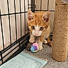 Chance participe au concours pour gagner de l'argent avec cette photo : kitten, orange_cat, white_cat, cat, pet, cage, scratching_post, toy, colorful_ball, playful, curious, floor_mat, indoors, young_cat, feline, pet_care, paw, whiskers, animal, cute
