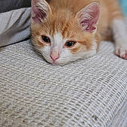 Chance a rejoint le concours — aidez-le/la à gagner de superbes lots ! kitten, cat, orange_cat, white_cat, resting, cushion, pillow, indoor, cozy, sleepy, fur, pet, animal, closeup, young_cat, soft_light, texture, relaxing, cute, domestic_cat