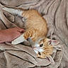 Chance participe au concours pour gagner de l'argent avec cette photo : kitten, cat, orange_cat, white_cat, pet, animal, feline, playing, blanket, soft, hand, cute, young, indoor, resting, fur, ears, eyes, cozy, comfort
