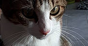 Charlie participe au concours pour gagner de l'argent avec cette photo : aegean_cat, american_wirehair, cat, cat_like_mammal, close_up, domestic_short_haired_cat, european_shorthair, eye, fauna, fur, kitten, mammal, nose, organ, small_to_medium_sized_cats, snout, tabby_cat, whiskers