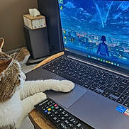 Charlie participe au concours pour gagner de l'argent avec cette photo : cat, laptop, remote_control, table, anime, screen, indoor, technology, pet, fur, curious, keyboard, wooden_table, seat, living_room, device, electronics, desktop, home, monitor