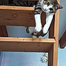 Charlie participe au concours pour gagner de l'argent avec cette photo : cat, cat_like_mammal, furniture, kitten, small_to_medium_sized_cats, tail, whiskers, wood