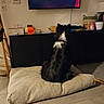 Jet a rejoint le concours — aidez-le/la à gagner de superbes lots ! dog, cushion, television, video_call, person_face, living_room, floor_tiles, lamp, basket, cabinet, black_and_white, pet, watching, indoor, furniture, home_decor, technology, cord, container, cozy