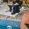 dog, black_and_white, lying_down, outdoor, pool, towel, sunlight, plants, tiles, water, leg, relaxation, stone, shadow, garden, summer, resting, canine, sidewalk, nature