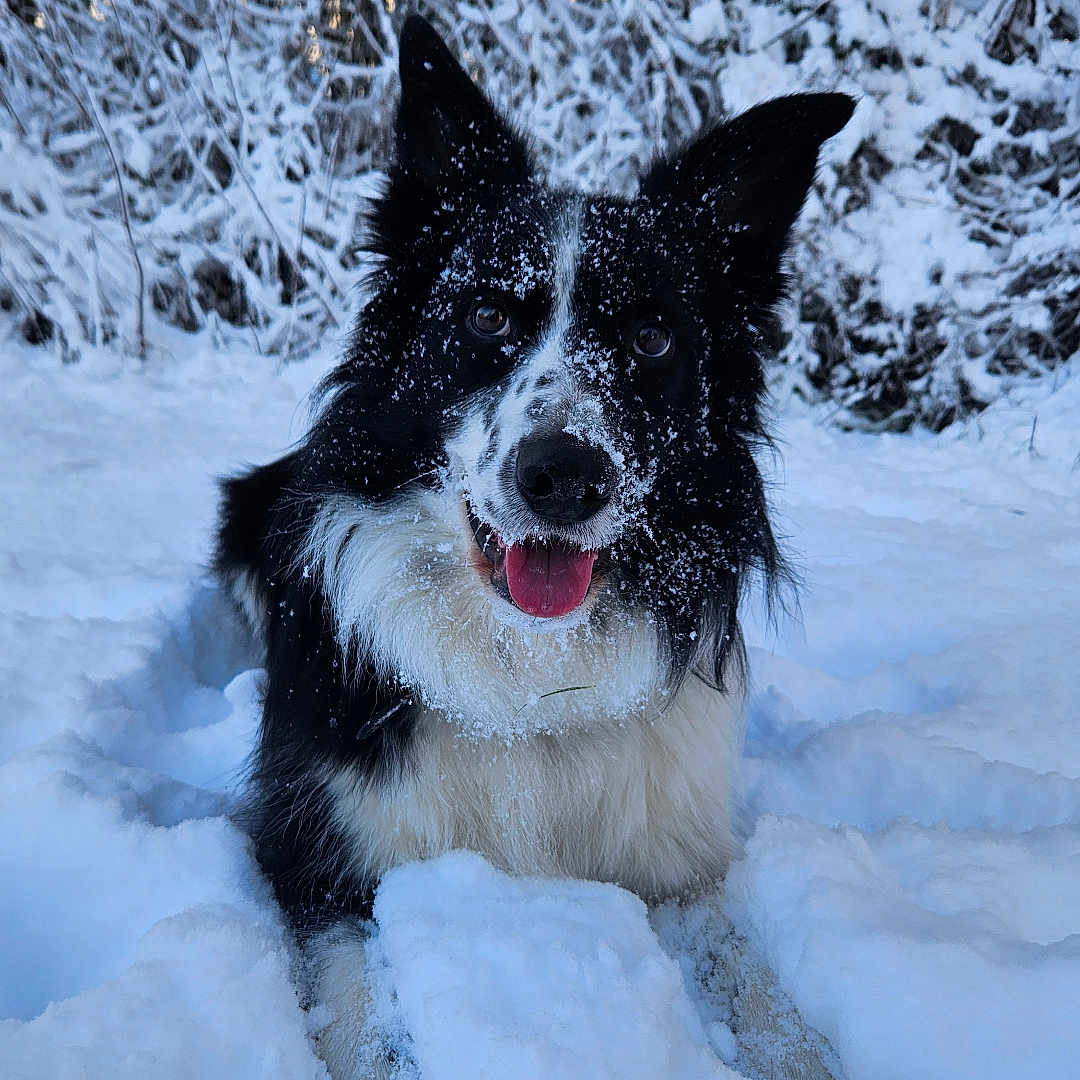 Jet a rejoint le concours — aidez-le/la à gagner de superbes lots ! dog, snow, winter, outdoor, black_and_white, animal, canine, snow_covered, fur, tongue_out, nature, trees, cold, playful, pet, happy, landscape, forest, cute, lying_down