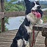Jet participe au concours pour gagner de l'argent avec cette photo : dog, border_collie, black_and_white, leash, wooden_deck, fence, outdoor, nature, trees, water, tongue_out, pet, sitting, canine, happy, animal, fur, quiet, scenic, daytime