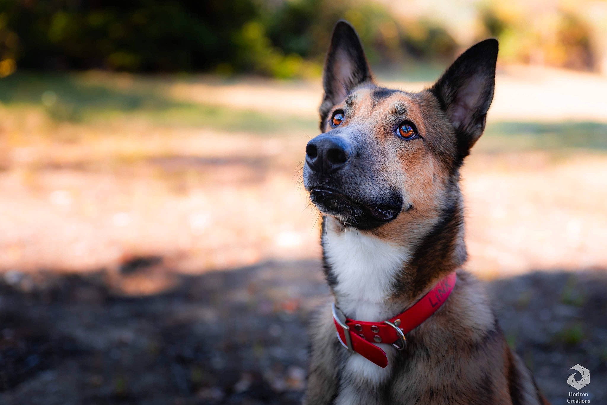 Link a rejoint le concours — aidez-le/la à gagner de superbes lots ! canidae, carnivore, collar, companion_dog, dog, dog_breed, dog_supply, fawn, fur, non_sporting_group, sporting_group, terrestrial_animal, whiskers, working_animal, working_dog