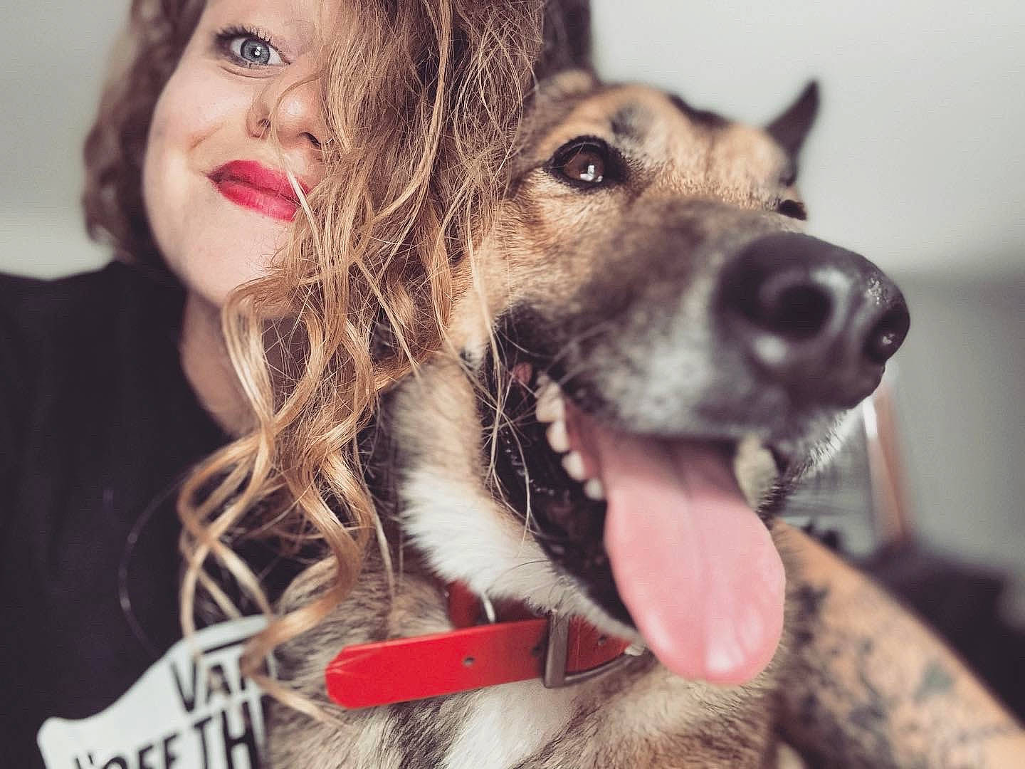 Link a rejoint le concours — aidez-le/la à gagner de superbes lots ! carnivore, collar, companion_dog, dog, dog_breed, ear, eye, eyebrow, face, fawn, flash_photography, gesture, happy, jaw, lip, nose, organ, selfie, smile, snout