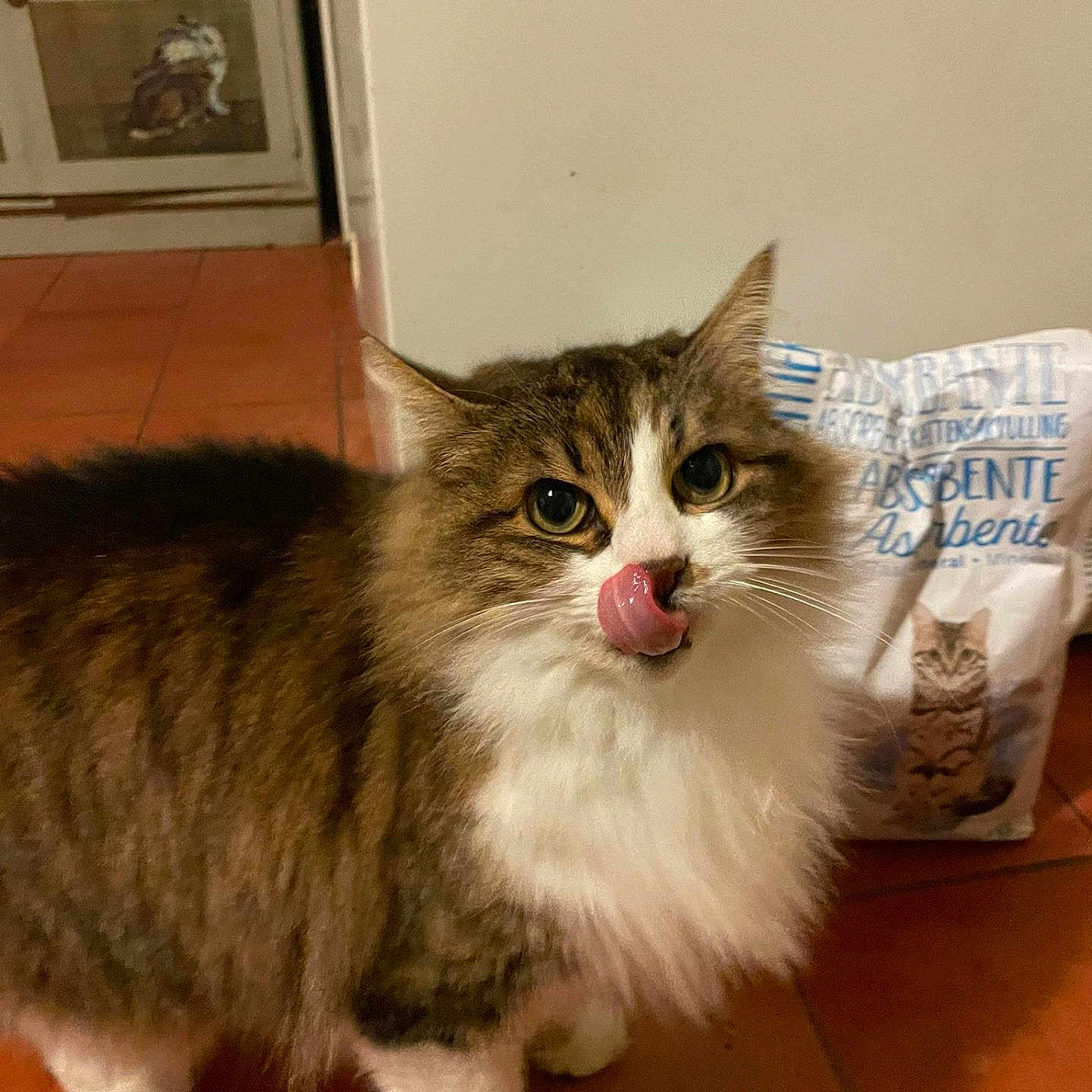 Miminette participe au concours pour gagner de l'argent avec cette photo : animal, brown, cat, cute, eyes, feline, floor, fluffy, fur, household, indoors, kitten, licking, litter_bag, mammal, pet, portrait, tile, whiskers, white