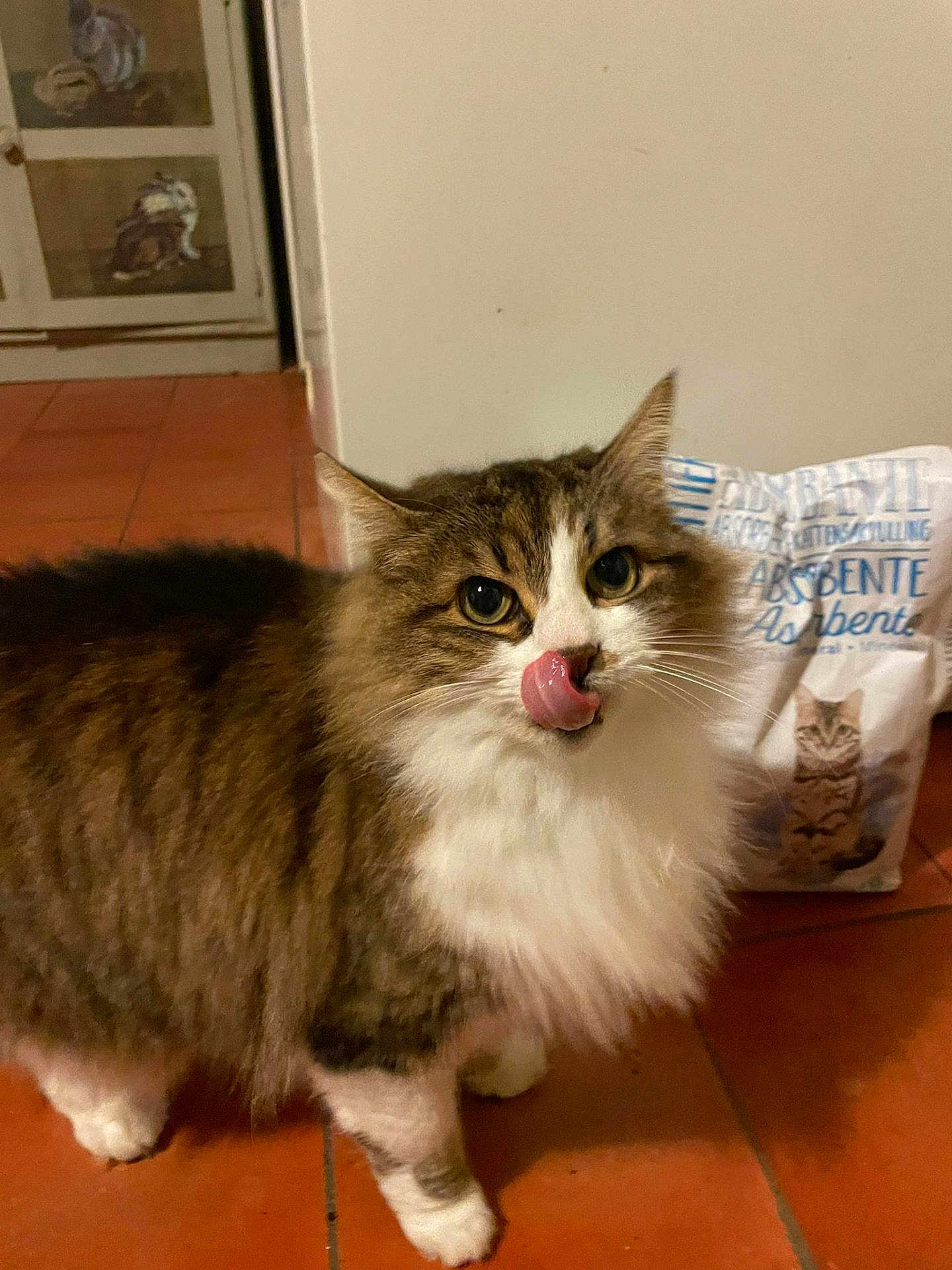 Miminette participe au concours pour gagner de l'argent avec cette photo : cat, fluffy, licking, brown, white, pet, indoors, floor, tile, kitten, fur, whiskers, eyes, animal, cute, mammal, portrait, feline, household, litter_bag