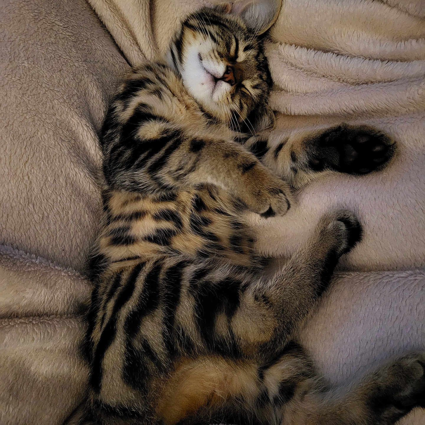 Delilah joined the competition — help win amazing prizes! abyssinian, animal, armchair, bed, blanket, cat, chair, couch, furniture, homedecor, kitten, manx, ocelot, person, pet, siamese, sleeping, tiger