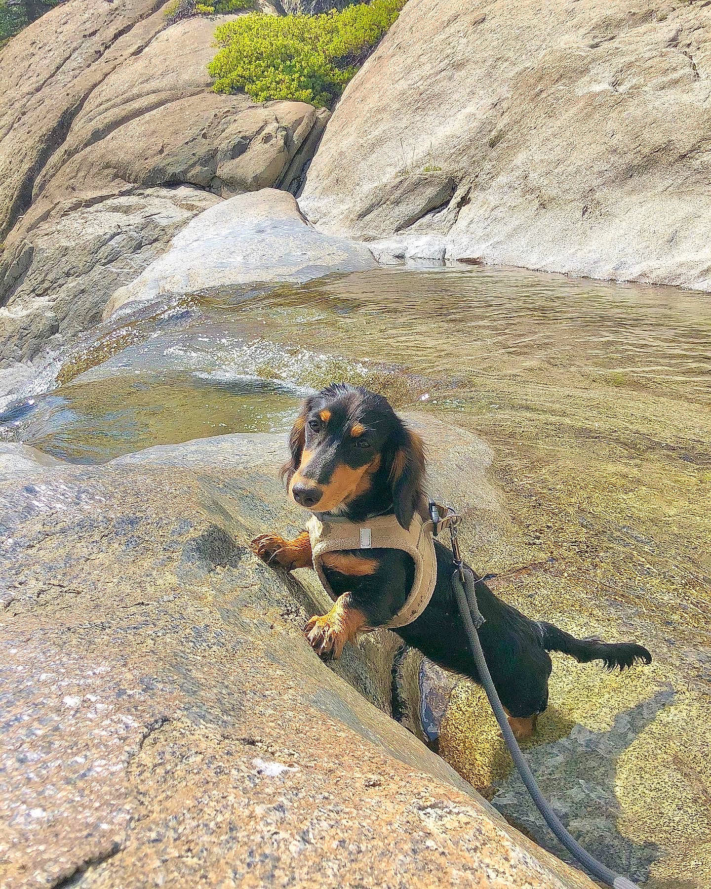 Diva is registered to the contest to win money with this photo: adventure, bedrock, carnivore, dog, dog_breed, fashion_accessory, fawn, landscape, leash, leisure, plant, recreation, rock, rock_climbing_equipment, sand, shadow, soil, sporting_group, tail, working_animal