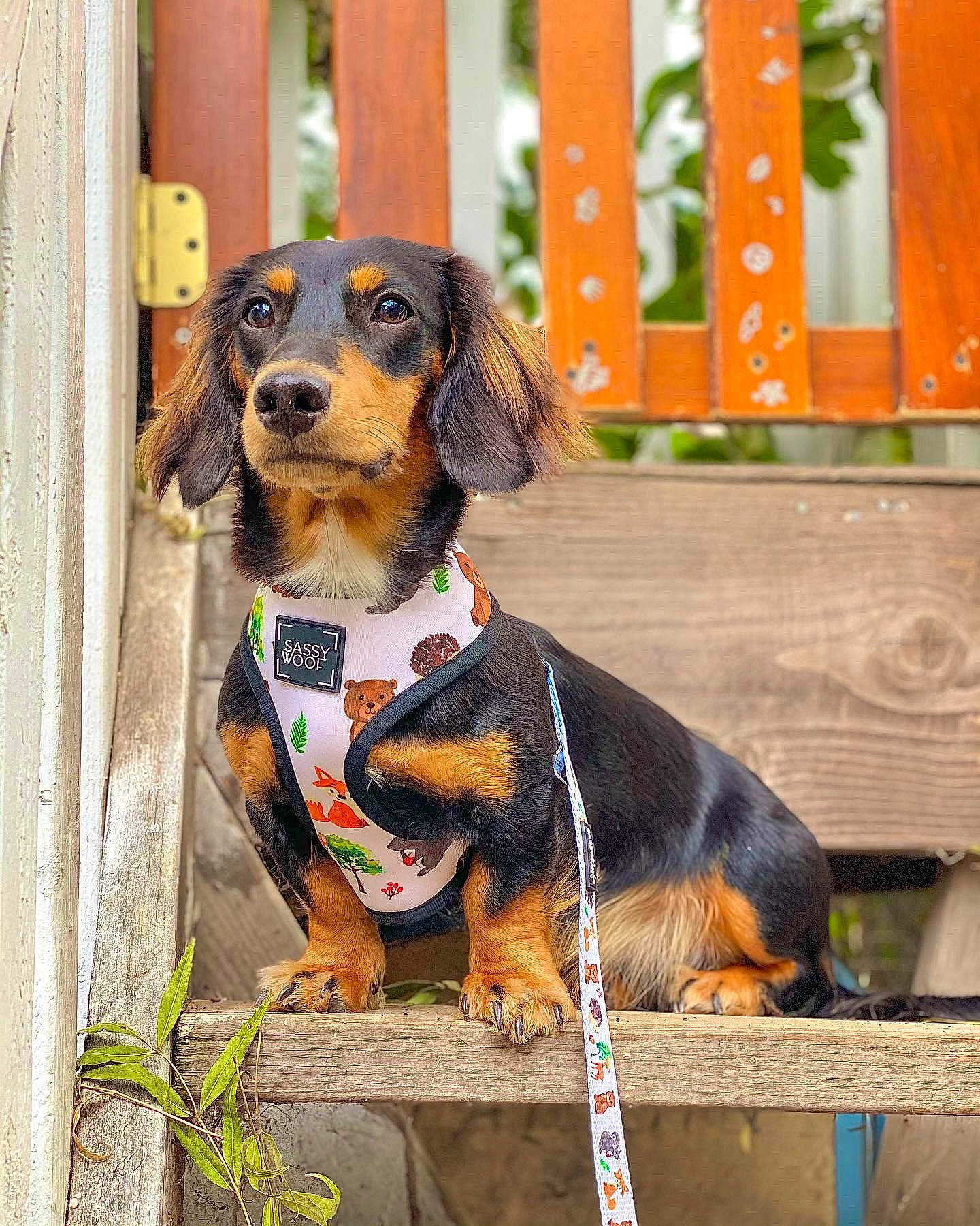 Diva joined the competition — help win amazing prizes! canidae, carnivore, collar, companion_dog, dog, dog_breed, dog_clothes, dog_collar, dog_supply, hound, hunting_dog, leash, liver, pet_supply, scent_hound, snout, sporting_group, terrestrial_animal, working_animal, working_dog