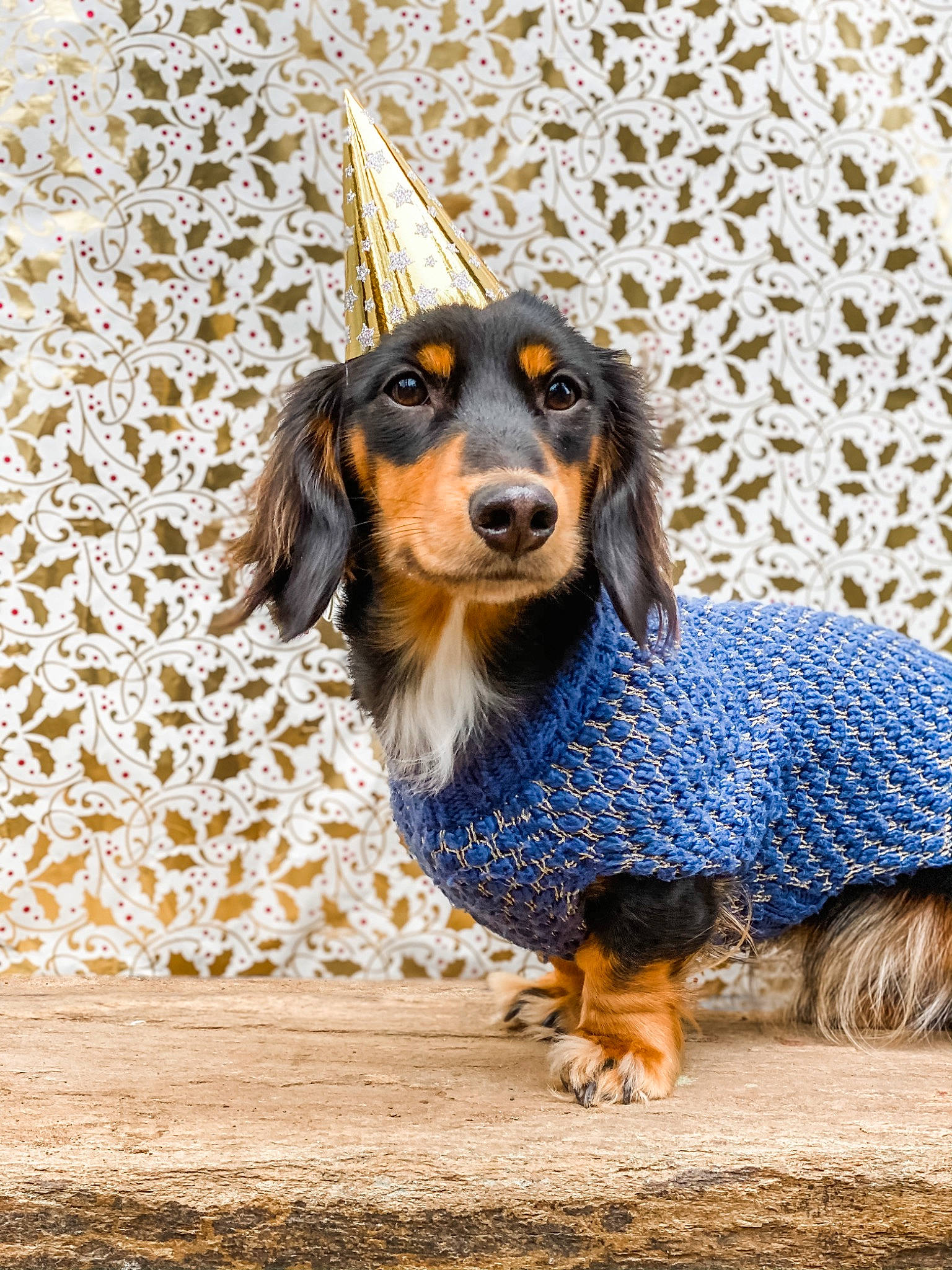 Diva joined the competition — help win amazing prizes! canidae, carnivore, companion_dog, dog, dog_breed, electric_blue, fur, snout, sporting_group, terrestrial_animal, toy_dog, whiskers, working_animal, working_dog