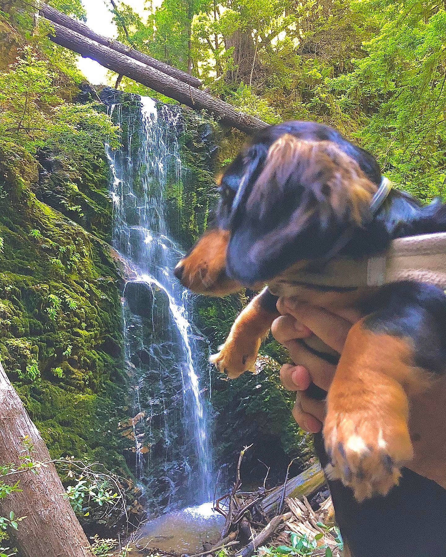Diva joined the competition — help win amazing prizes! carnivore, chute, companion_dog, dog, forest, grass, jungle, landscape, leisure, natural_landscape, people_in_nature, plant, recreation, spring, stream, sunlight, tree, water, water_feature, waterfall