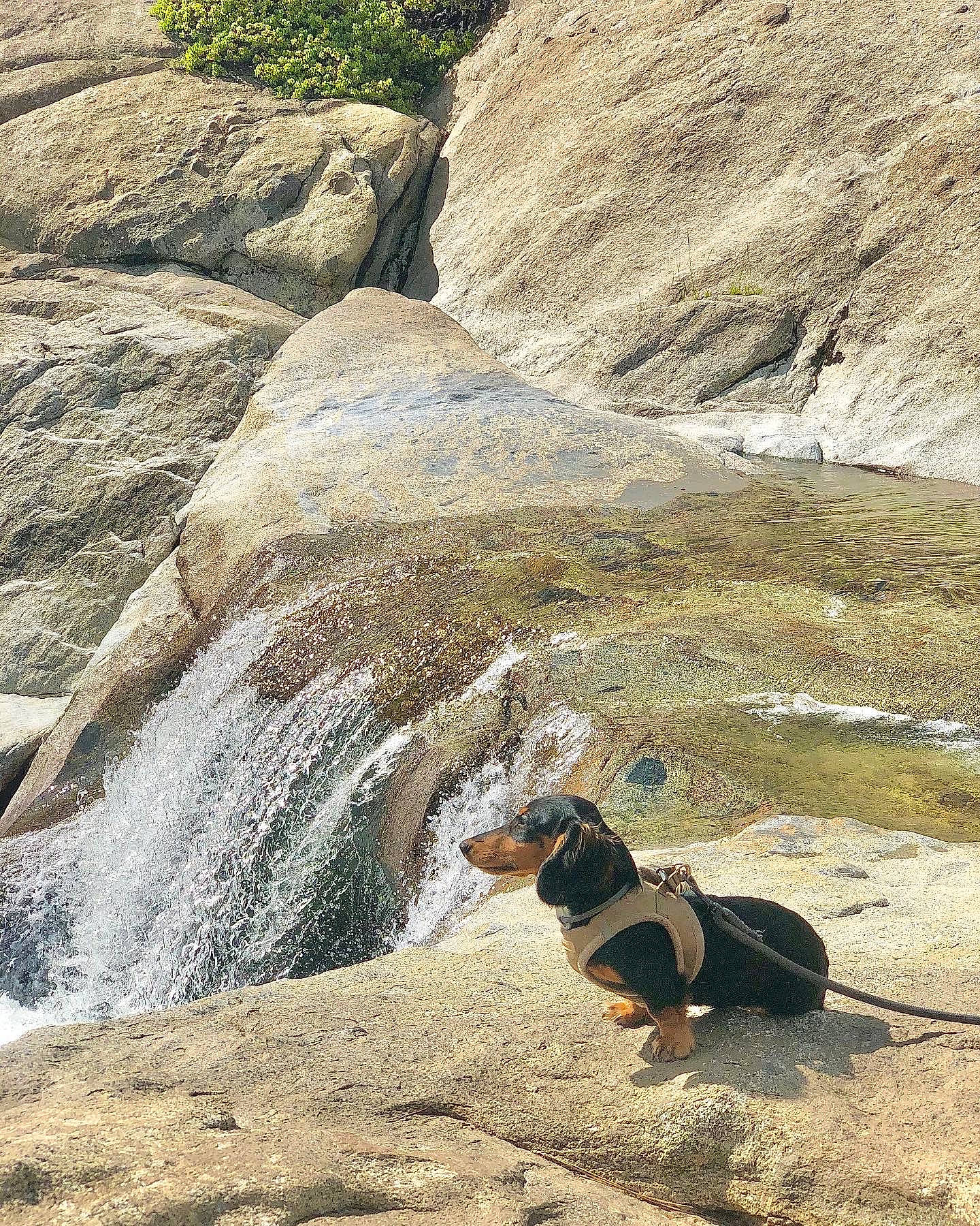 Diva joined the competition — help win amazing prizes! bedrock, carnivore, chute, dog, dog_breed, formation, geological_phenomenon, grass, landscape, leisure, mountain, mountainous_landforms, outcrop, recreation, rock, slope, sporting_group, stream, water, waterfall