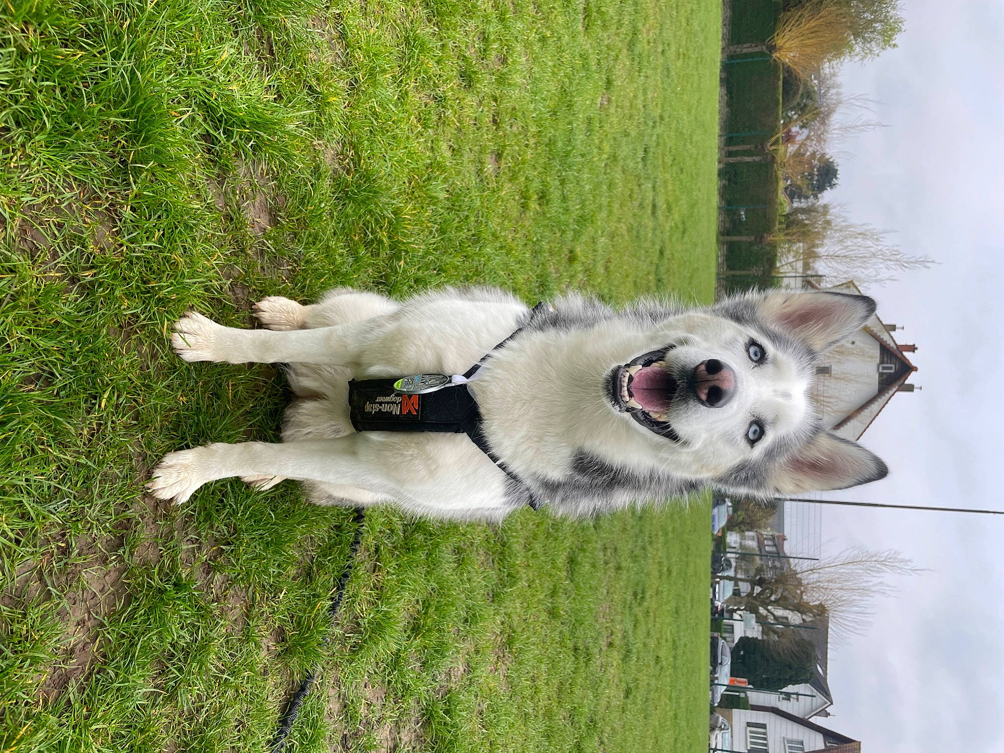 Cléo a rejoint le concours — aidez-le/la à gagner de superbes lots ! canidae, carnivore, collar, companion_dog, dog, dog_breed, dog_collar, grass, leash, pet_supply, plant, sky, sled_dog, snout, sporting_group, tail, tree, water, working_animal, working_dog