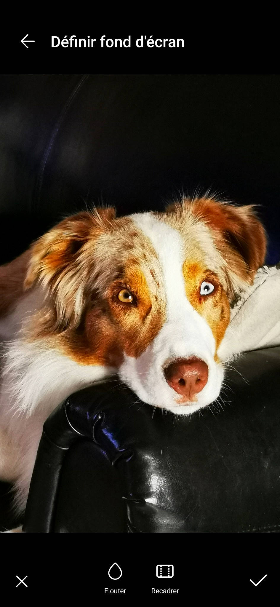 Rooibos participe au concours pour gagner de l'argent avec cette photo : canidae, carnivore, companion_dog, dog, dog_breed, fur, gun_dog, liver, puppy, snout, sporting_group, terrestrial_animal, whiskers, working_dog