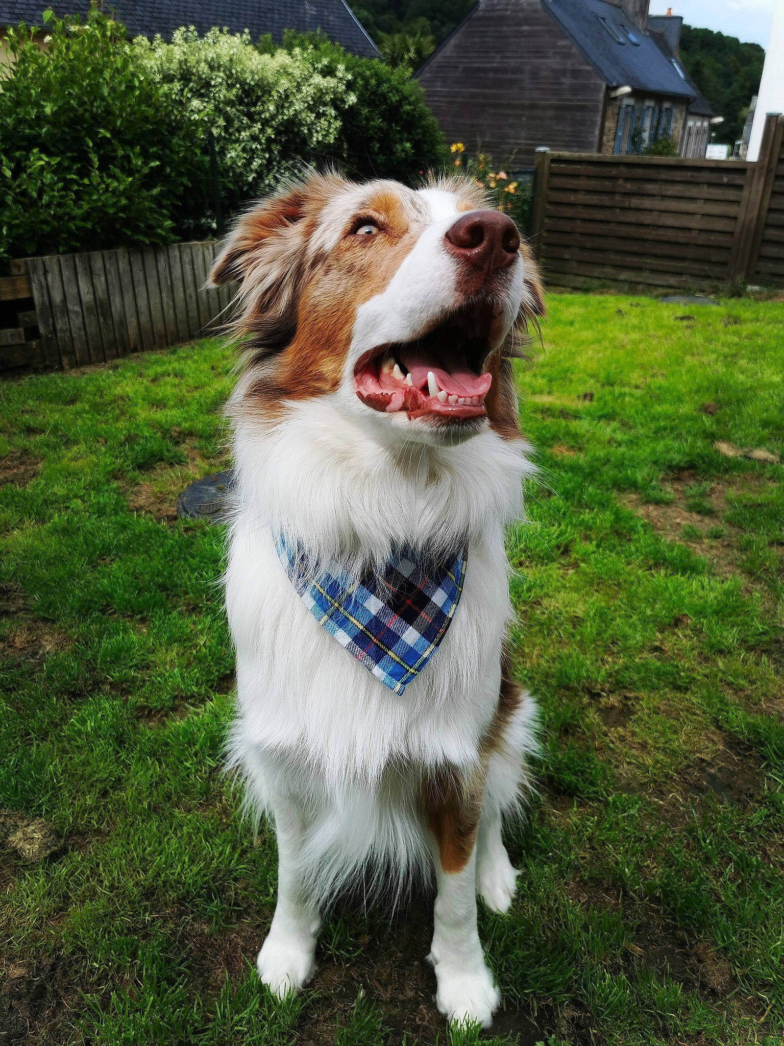 Rooibos a rejoint le concours — aidez-le/la à gagner de superbes lots ! brittany, canidae, carnivore, chair, collar, companion_dog, dog, dog_breed, dog_collar, fang, fur, grass, gun_dog, leash, plant, snout, sporting_group, tree, whiskers, working_dog