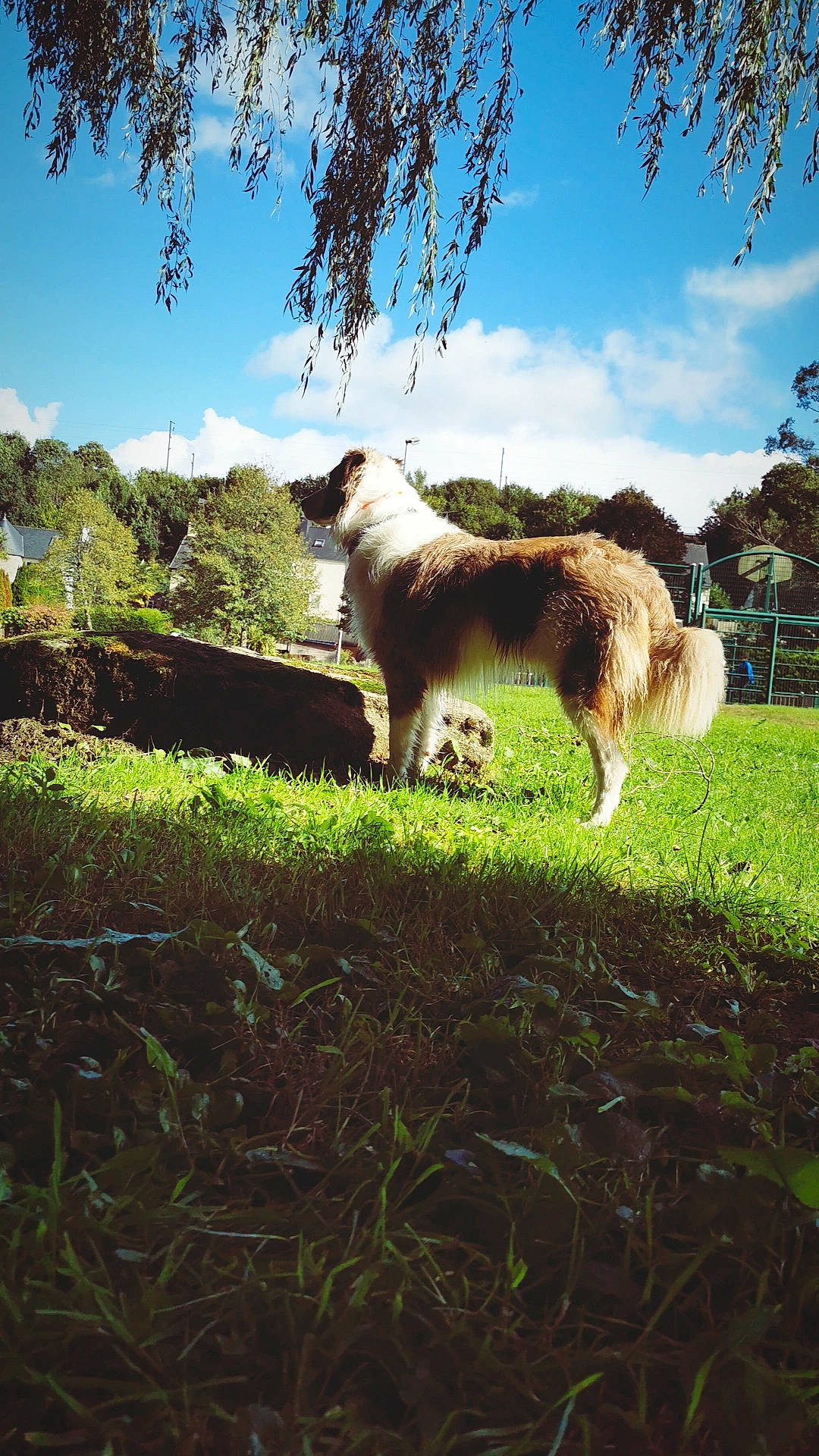 Rooibos a rejoint le concours — aidez-le/la à gagner de superbes lots ! carnivore, cloud, companion_dog, dog, dog_breed, fawn, grass, grassland, grazing, landscape, livestock, meadow, natural_landscape, plant, sheep, sky, terrestrial_animal, tree, working_animal
