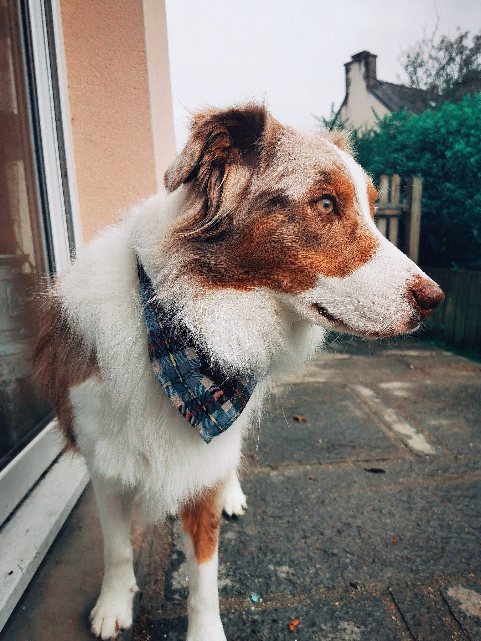 Rooibos a rejoint le concours — aidez-le/la à gagner de superbes lots ! australian_shepherd, canidae, carnivore, collar, companion_dog, dog, dog_breed, fawn, fur, herding_dog, leash, plant, sky, snout, sporting_group, tail, tree, whiskers, working_animal, working_dog