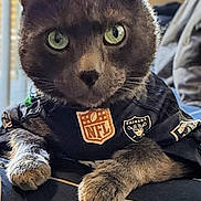 Willy joined the competition — help win amazing prizes! animal, cat, close_up, clothing, cute, domestic_cat, feline, fur, gray_cat, green_eyes, indoor, looking_at_camera, nfl, paw, pet, pet_clothes, portrait, raiders, resting, sports_jersey