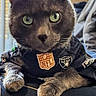 animal, cat, close_up, clothing, cute, domestic_cat, feline, fur, gray_cat, green_eyes, indoor, looking_at_camera, nfl, paw, pet, pet_clothes, portrait, raiders, resting, sports_jersey