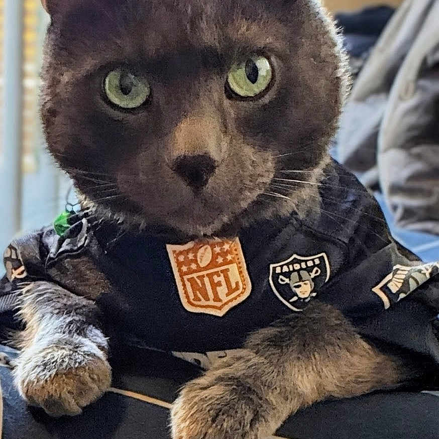 Willy joined the competition — help win amazing prizes! animal, cat, close_up, clothing, cute, domestic_cat, feline, fur, gray_cat, green_eyes, indoor, looking_at_camera, nfl, paw, pet, pet_clothes, portrait, raiders, resting, sports_jersey