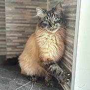 Kit is registered to the contest to win money with this photo: animal, blue_eyes, cat, claws, close_up, domestic_cat, fluffy, fur, indoor, looking_at_camera, muzzle, paw, pet, relaxed, sitting, striped_fur, tabby, tile_floor, wall, whiskers