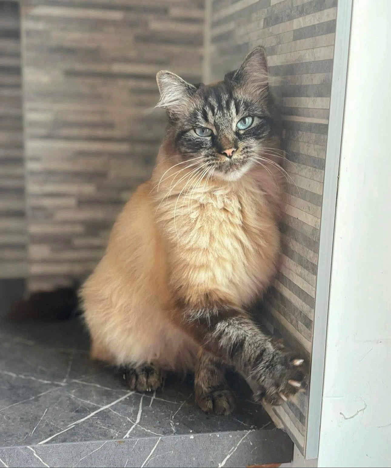 Kit is registered to the contest to win money with this photo: animal, blue_eyes, cat, claws, close_up, domestic_cat, fluffy, fur, indoor, looking_at_camera, muzzle, paw, pet, relaxed, sitting, striped_fur, tabby, tile_floor, wall, whiskers