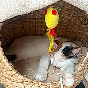 Pooh is registered to the contest to win money with this photo: cat, calico, sleeping, basket, woven, toy, yellow, feather, paw, stretching, cozy, indoor, pet, fur, animal, relaxed, cute, nap, resting, home