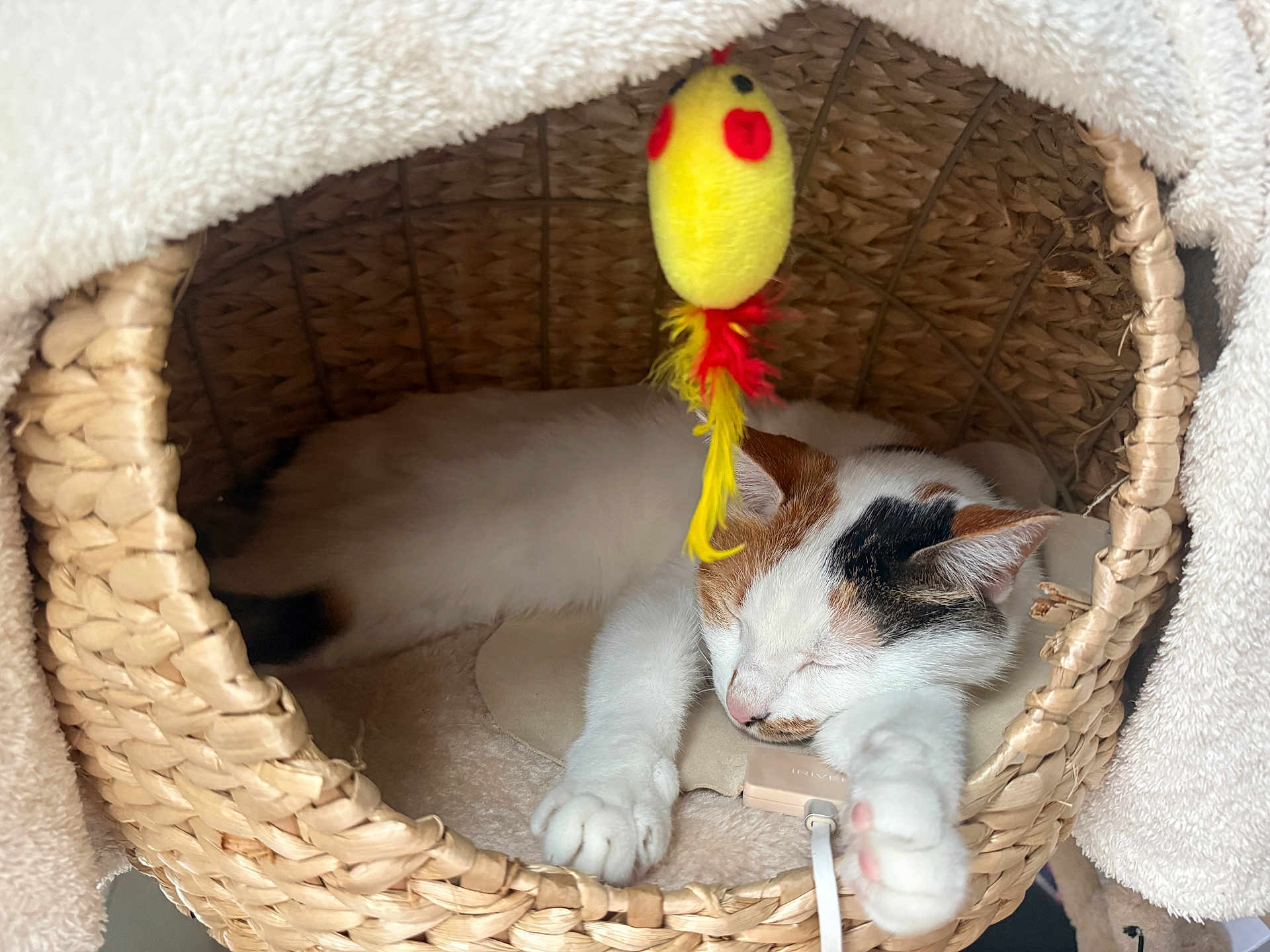 Pooh is registered to the contest to win money with this photo: cat, calico, sleeping, basket, woven, toy, yellow, feather, paw, stretching, cozy, indoor, pet, fur, animal, relaxed, cute, nap, resting, home