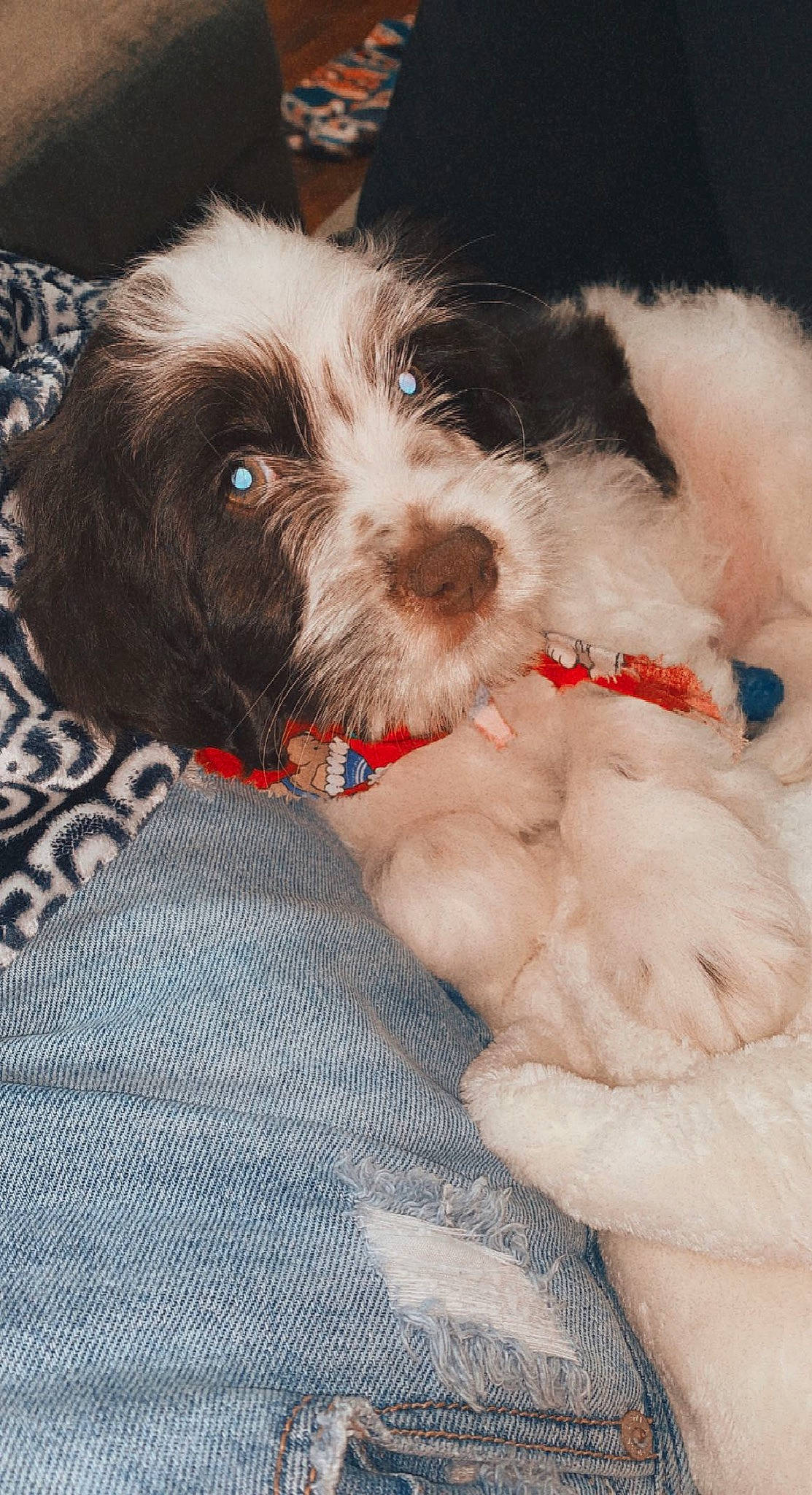 Hank joined the competition — help win amazing prizes! canidae, carnivore, collar, comfort, companion_dog, dog, dog_breed, dog_collar, fur, liver, maltepoo, paw, puppy_love, shih_poo, small_terrier, snout, sporting_group, terrier, toy_dog, working_animal