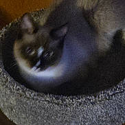 Skar is registered to the contest to win money with this photo: cat, siamese_cat, pet, feline, animal, cat_bed, cozy, indoor, wooden_wall, fur, sleeping, resting, round_bed, dark, blurry, grainy, domestic_cat, cute, small, quiet