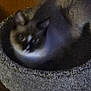 cat, siamese_cat, pet, feline, animal, cat_bed, cozy, indoor, wooden_wall, fur, sleeping, resting, round_bed, dark, blurry, grainy, domestic_cat, cute, small, quiet