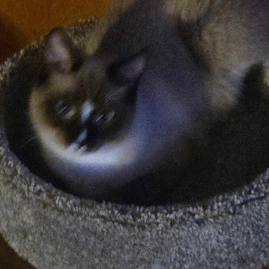 Skar is registered to the contest to win money with this photo: animal, blurry, cat, cat_bed, cozy, cute, dark, domestic_cat, feline, fur, grainy, indoor, pet, quiet, resting, round_bed, siamese_cat, sleeping, small, wooden_wall