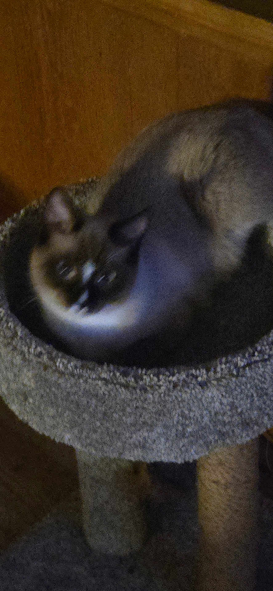 Skar is registered to the contest to win money with this photo: cat, siamese_cat, pet, feline, animal, cat_bed, cozy, indoor, wooden_wall, fur, sleeping, resting, round_bed, dark, blurry, grainy, domestic_cat, cute, small, quiet