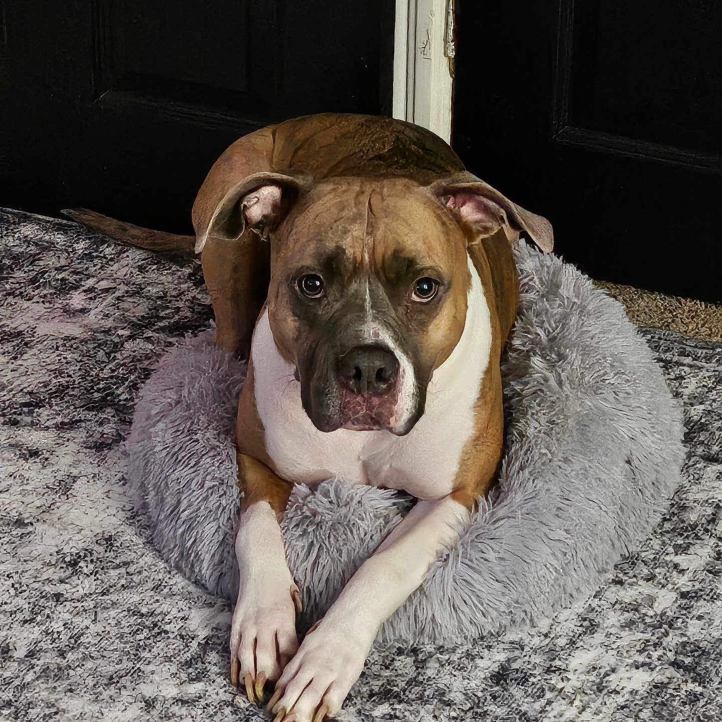 Kamo joined the competition — help win amazing prizes! animal, bed, brown, canine, carpet, dog, domestic_animal, door, ears, floor, fluffy_bed, furniture, indoor, looking_up, lying_down, paws, pet, portrait, relaxed, white