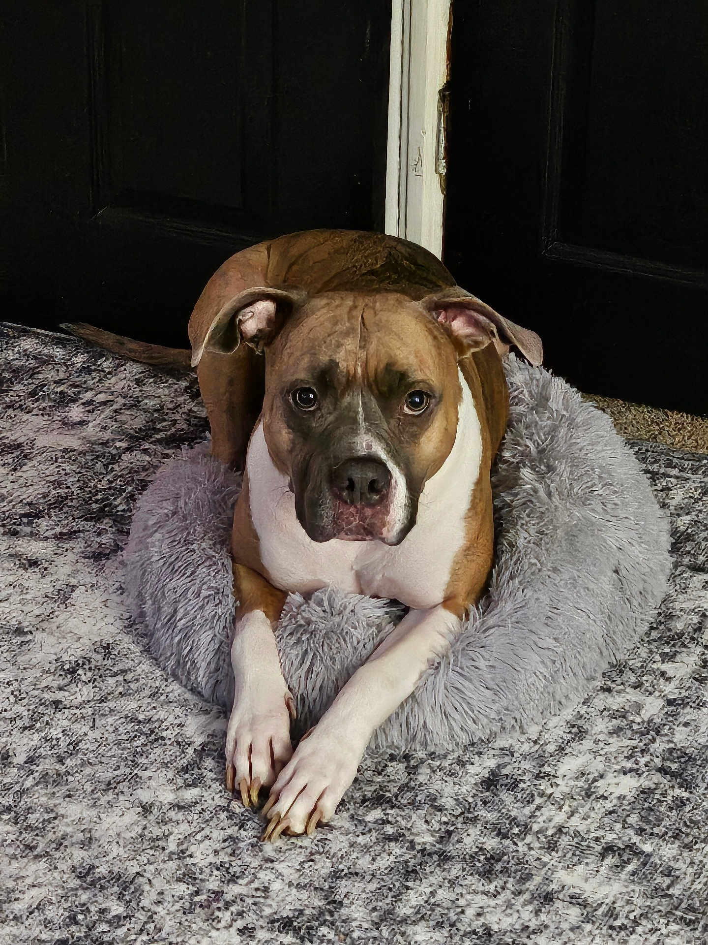 Kamo joined the competition — help win amazing prizes! dog, pet, canine, brown, white, lying_down, bed, fluffy_bed, carpet, indoor, portrait, ears, paws, looking_up, animal, domestic_animal, relaxed, furniture, door, floor